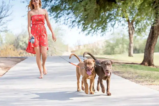 Woman walking two dogs with dual leash